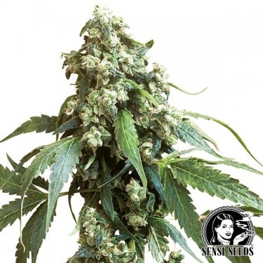 Jack Flash Regular cannabis plant