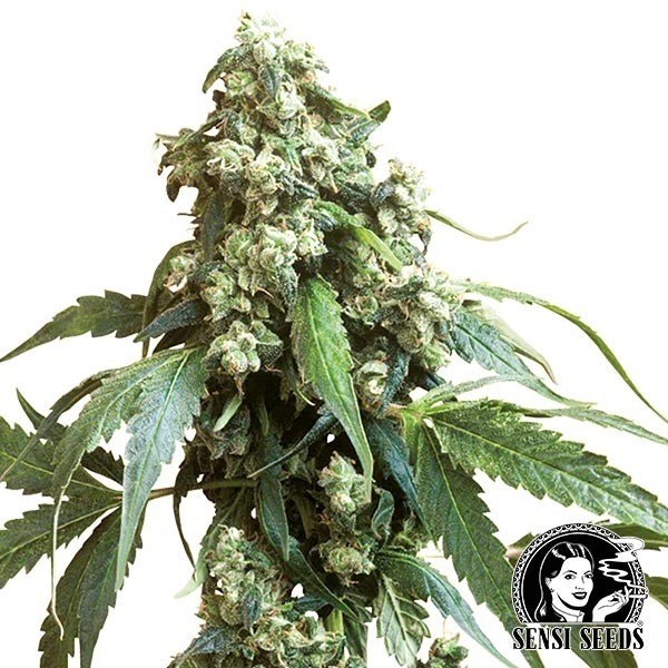 Jack Flash Regular cannabis plant