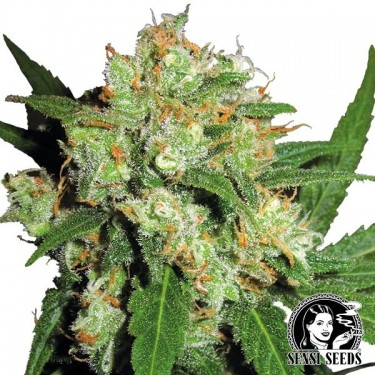 Sensi Skunk Regular cannabis plant
