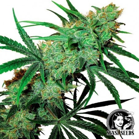 Fruity Juice Regular cannabis plant