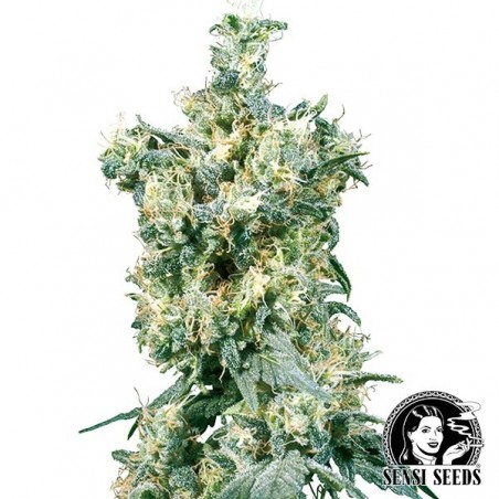 American Dream Regular marijuana plant