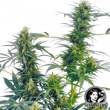 Guerrilla's Gusto Regular marijuana plant