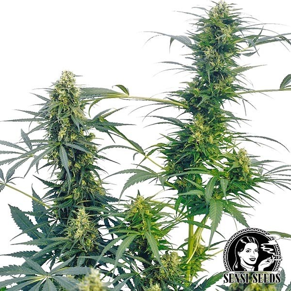 View Guerrilla's Gusto Regular marijuana plant