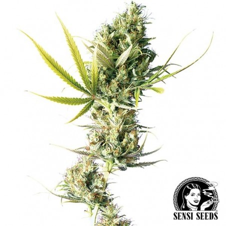 Durban Regular cannabis plant