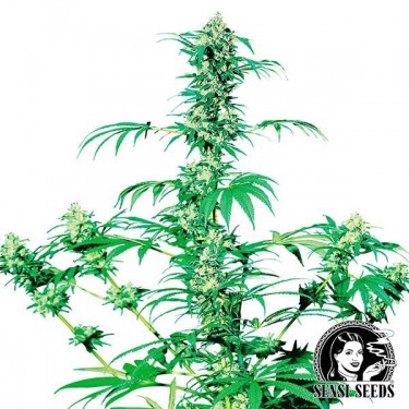 Early Girl Regular cannabis plant