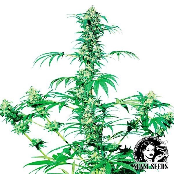View Early Girl Regular cannabis plant