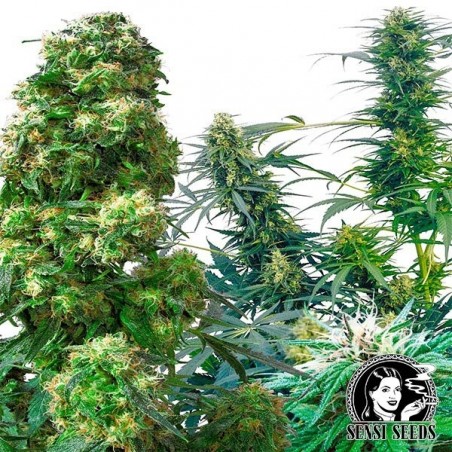 Outdoor Mix regular seeds by Sensi Seeds - Grow Barato