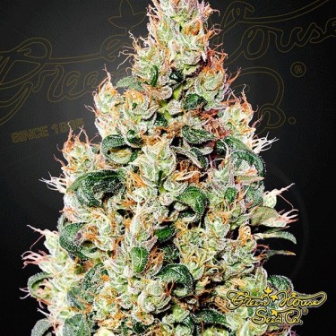 Exodus Cheese Auto CBD Cannabis Plant