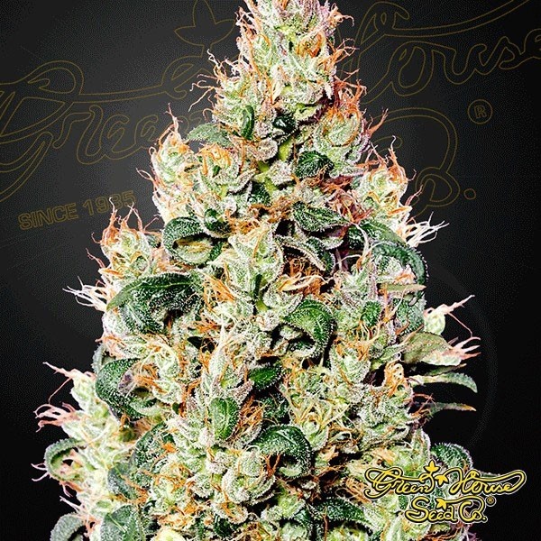 View Exodus Cheese Auto CBD Cannabis Plant