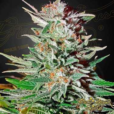 Super Lemon Haze Auto Cannabis Plant