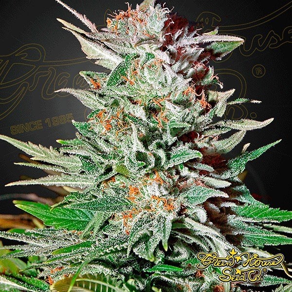 View Super Lemon Haze Auto Cannabis Plant