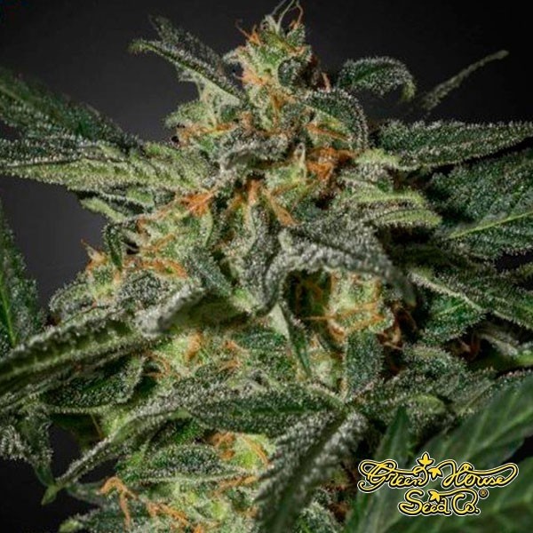 View White Widow Auto Cannabis Plant