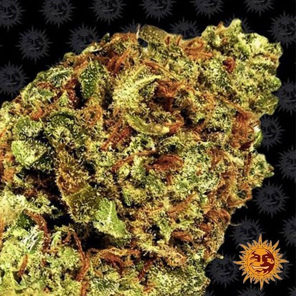 View Watermelon Zkittlez Auto Marijuana Plant