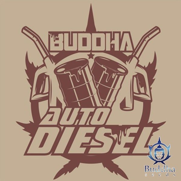 View Buddha Auto Diesel Marijuana Plant