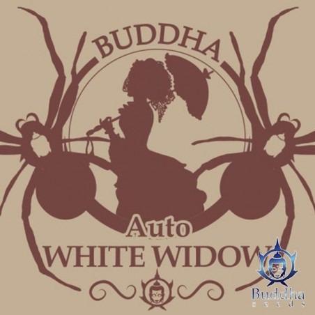 Buddha Auto White Widow Marijuana Plant