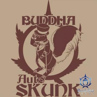Auto Skunk Marijuana Plant