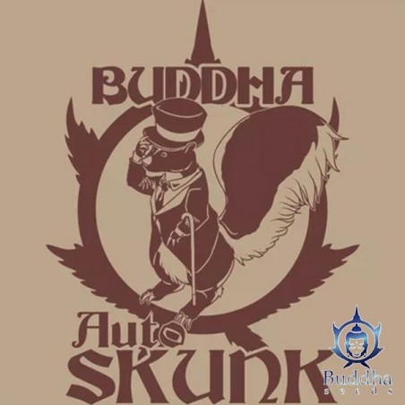 Auto Skunk Marijuana Plant
