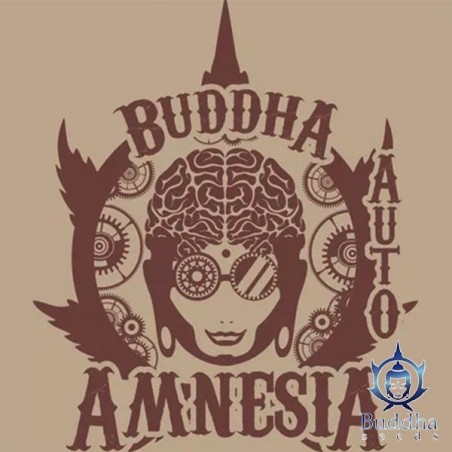 Buddha Auto Amnesia Marijuana Plant