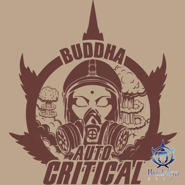 View Buddha Auto Critical Marijuana Plant