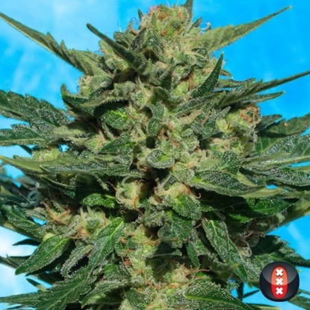 White Russian Auto cannabis plant