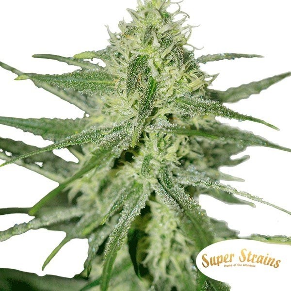 Automatic Fini Cannabis Plant