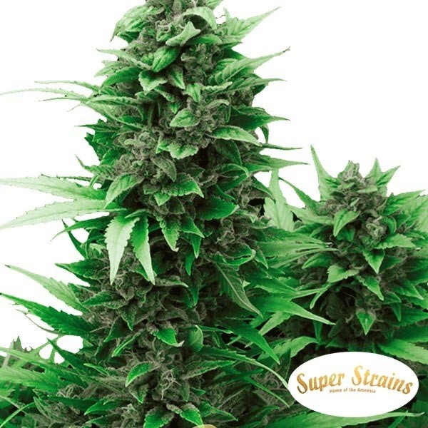 Turing Auto Cannabis Plant