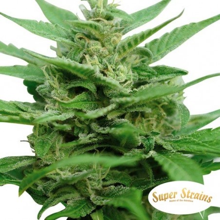 DFA Autoflowering Cannabis Plant