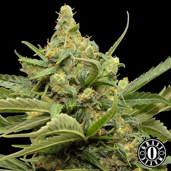 View Maxi Gom Cannabis Plant