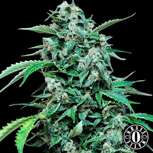 View Maxi Haze Cannabis Plant