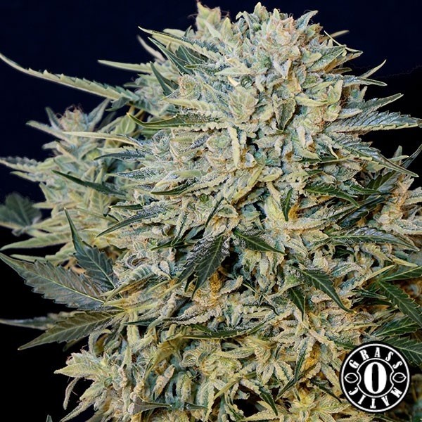 View Sugar Gom cannabis plant