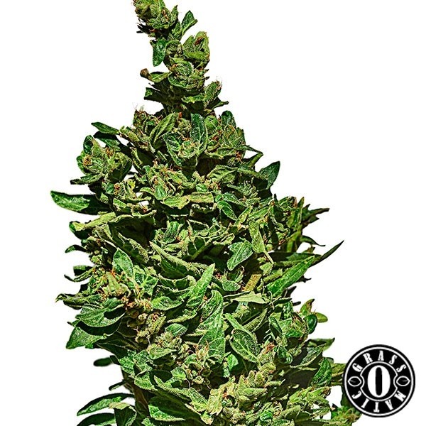 View Med Gom Cannabis Plant