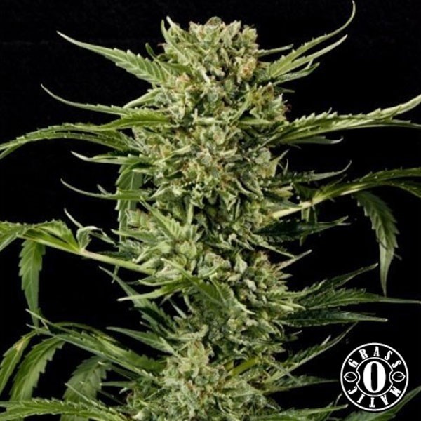 View Auto Mass cannabis plant
