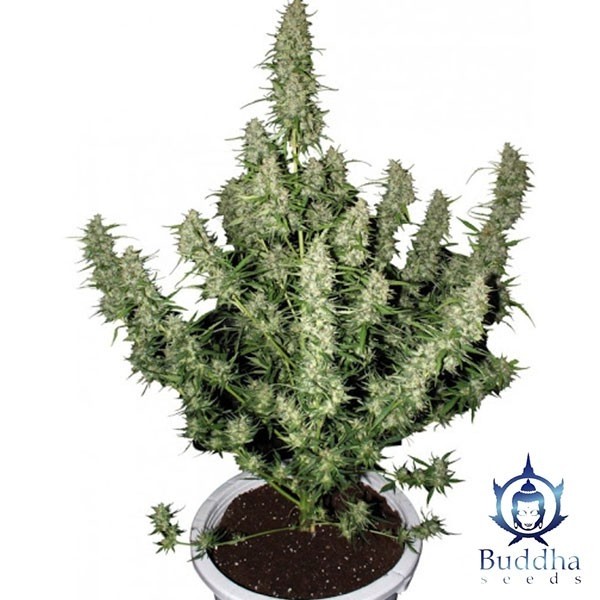 View Magnum cannabis plant