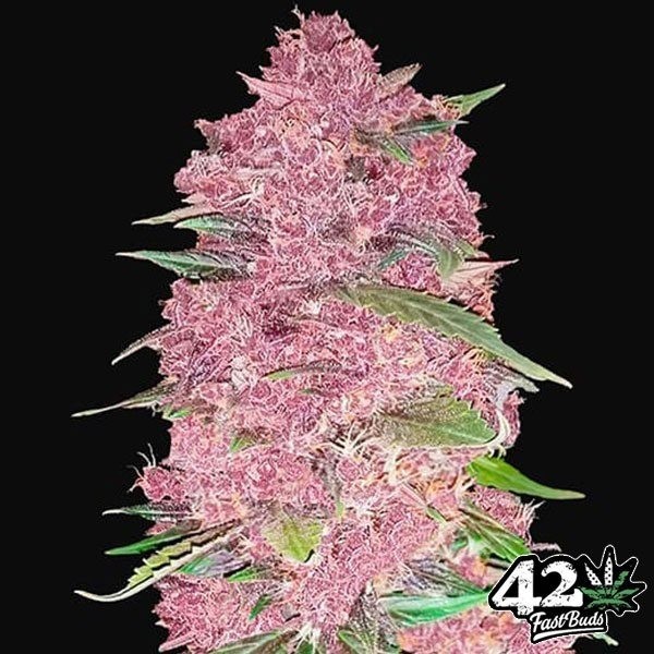 View Purple Lemonade Auto Marijuana Plant