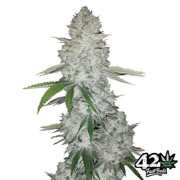 Gorilla Auto feminized Fast Buds Seeds - GB