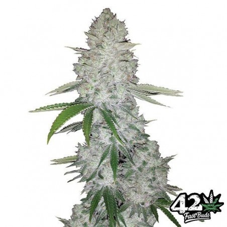 Gorilla Auto feminized Fast Buds Seeds - GB