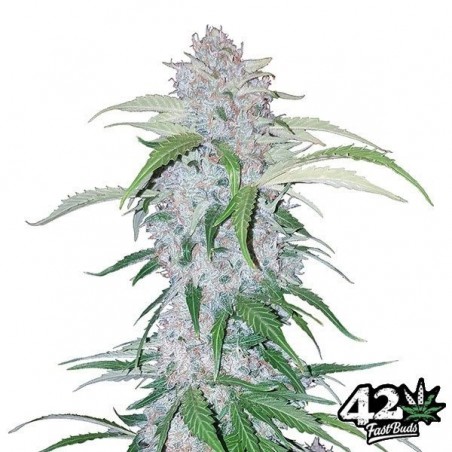 Six Shooter Auto Cannabis Plant