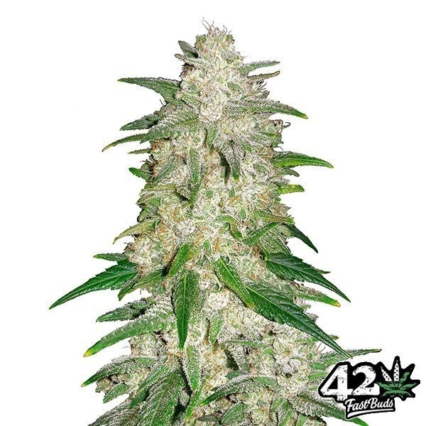 View Gelato Auto - Marijuana Plant