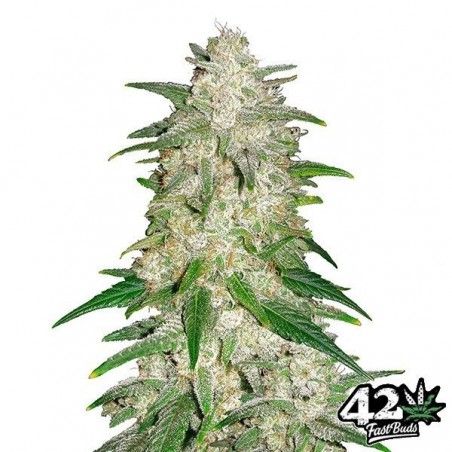 Gelato Auto - Marijuana Plant