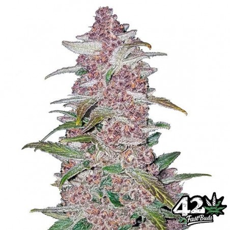 BlackBerry Auto Cannabis Plant
