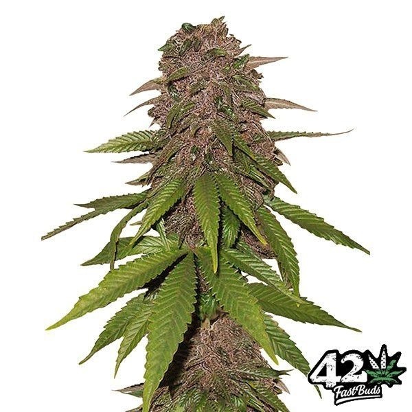 View C4 Auto Cannabis Plant