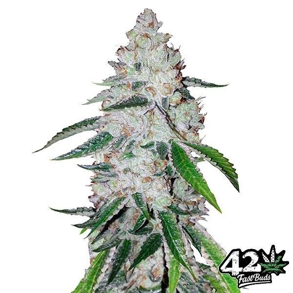 View West Coast OG Auto Cannabis Plant