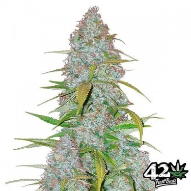 Californian Snow Auto