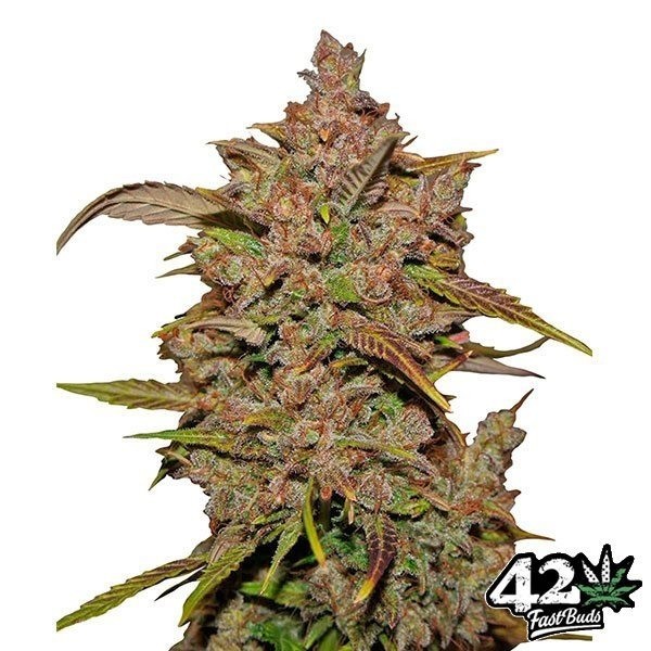 View Crystal Meth Auto Cannabis Plant