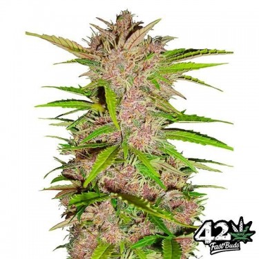 Fast Berry Auto