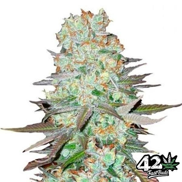 View G-14 Autoflowering Feminized by Fast Buds -GB