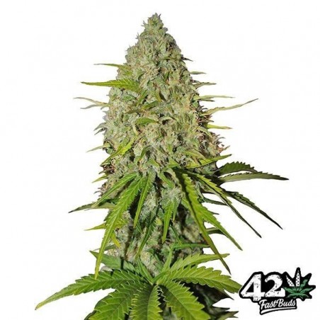 Grapefruit Auto Cannabis Plant