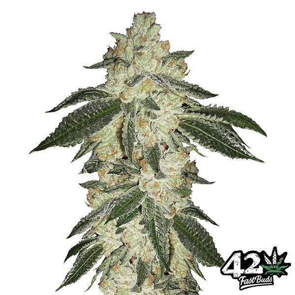View Green Crack Auto Cannabis Plant