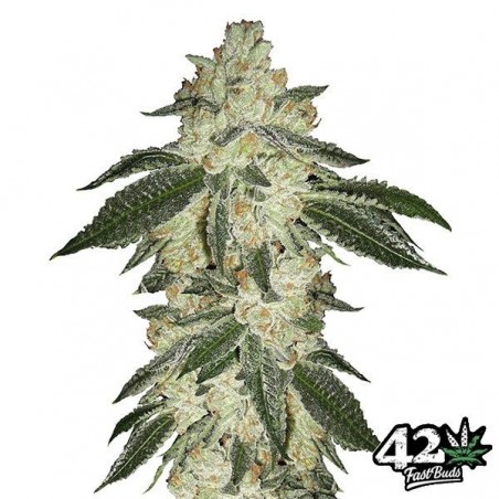 Green Crack Auto Cannabis Plant