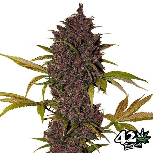View LSD-25 Auto Cannabis Plant